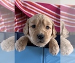 Small Photo #3 Goldendoodle Puppy For Sale in RATHDRUM, ID, USA