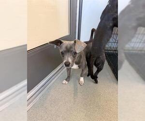 Mutt Dogs for adoption in San Martin, CA, USA