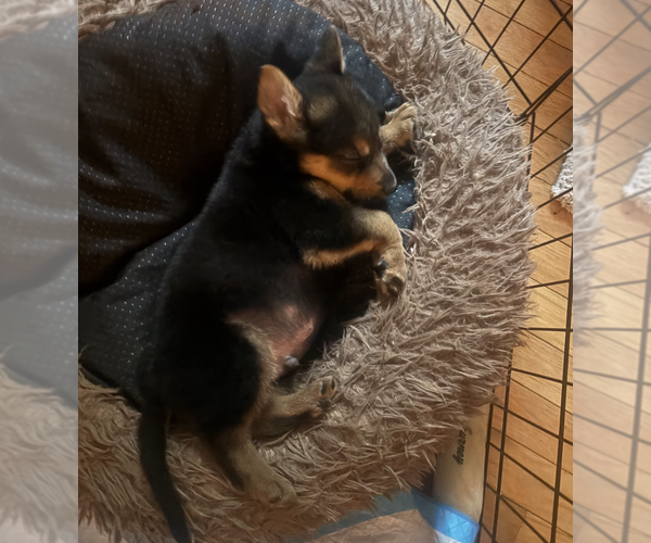 Medium Photo #3 German Shepherd Dog-Unknown Mix Puppy For Sale in Brooklyn, NY, USA
