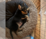 Small #2 German Shepherd Dog Mix