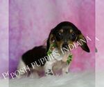 Small Photo #18 Dachshund Puppy For Sale in WARSAW, IN, USA