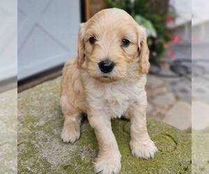 Goldendoodle (Miniature) Puppy for sale in MANHEIM, PA, USA