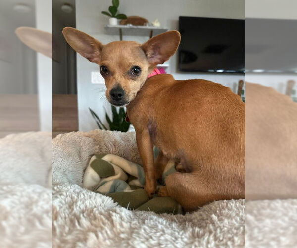 Medium Photo #4 Chihuahua Puppy For Sale in San Diego, CA, USA