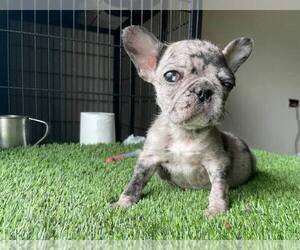French Bulldog Puppy for sale in SAN DIEGO, CA, USA