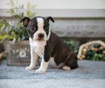 Small Photo #9 Boston Terrier Puppy For Sale in NAPPANEE, IN, USA
