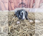 Small #1 Catahoula Leopard Dog