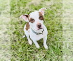 Small #2 American Pit Bull Terrier Mix
