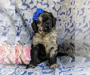 Goldendoodle Puppy for sale in CHRISTIANA, PA, USA