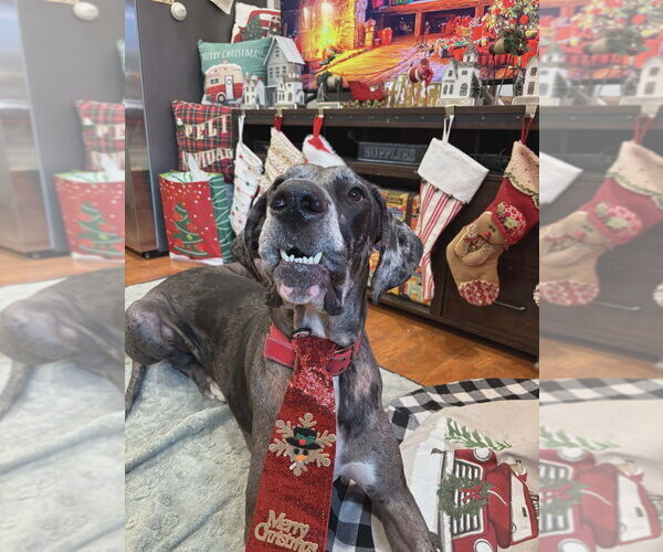 Medium Photo #8 Great Dane Puppy For Sale in Bullard, TX, USA