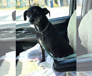 Italian Greyhound-Unknown Mix Dogs for adoption in Palatka, FL, USA