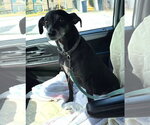Bella Beauty - Female Italian Greyhound-Unknown Mix Dog for Adoption - Small photo