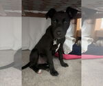 Small #13 Labrador Retriever Mix
