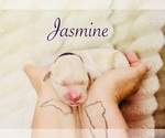 Small #1 Golden Retriever