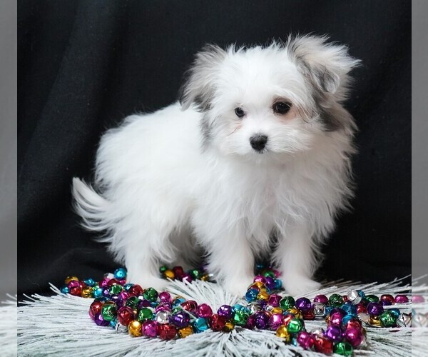 Medium Photo #1 Maltipom Puppy For Sale in ROCK VALLEY, IA, USA