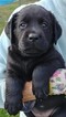 Small Photo #2 Labrador Retriever Puppy For Sale in LACEY, WA, USA