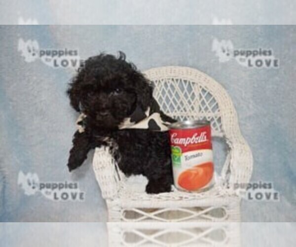 Medium Photo #9 Poodle (Toy) Puppy For Sale in SANGER, TX, USA