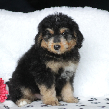 Medium Photo #1 Bernedoodle-Poodle (Miniature) Mix Puppy For Sale in GAP, PA, USA
