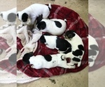 Small Photo #2 Jack Russell Terrier Puppy For Sale in CHURCH HILL, TN, USA
