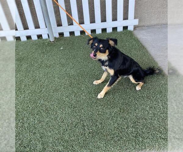 Medium Photo #1 Chihuahua-Unknown Mix Puppy For Sale in Modesto, CA, USA