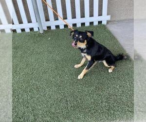 Chihuahua-Unknown Mix Dogs for adoption in Modesto, CA, USA