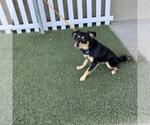 A615444 - Male Chihuahua-Unknown Mix Dog for Adoption - Small photo