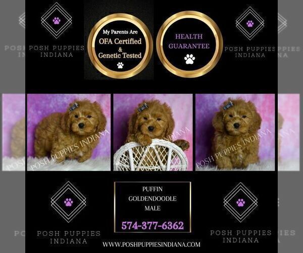 Medium Photo #48 Goldendoodle (Miniature) Puppy For Sale in WARSAW, IN, USA