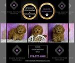 Small Photo #48 Goldendoodle (Miniature) Puppy For Sale in WARSAW, IN, USA