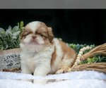 Small Photo #11 Shih Tzu Puppy For Sale in CLARE, MI, USA