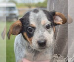 Small #5 Pug Mix