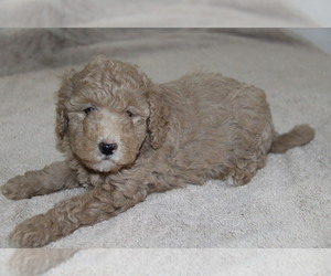 Goldendoodle (Miniature) Puppy for Sale in STANLEY, Wisconsin USA