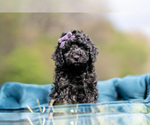 Small #1 Maltipoo (Miniature)