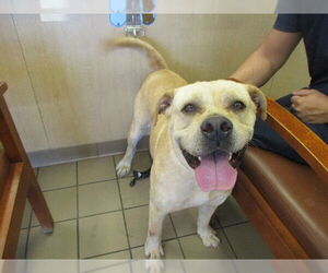 Labrottie Dogs for adoption in Ocala, FL, USA