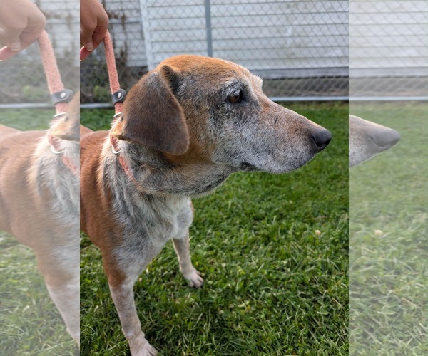 Medium Photo #3 Coonhound-Unknown Mix Puppy For Sale in Rootstown, OH, USA