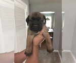 Small Photo #16 Cane Corso Puppy For Sale in BOARDMAN, OH, USA