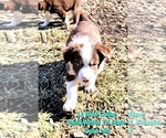 Small Photo #80 Border Collie Puppy For Sale in BYBEE, TN, USA
