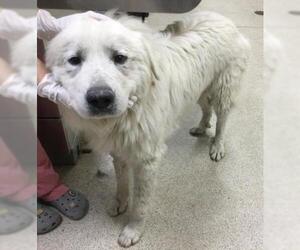 Great Pyrenees-Unknown Mix Dogs for adoption in Riverside, CA, USA