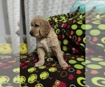 Small Photo #9 Golden Retriever Puppy For Sale in SALEM, OR, USA