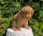 Small #10 Golden Retriever