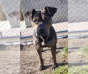 Rottweiler-Unknown Mix Dogs for adoption in Decatur, IL, USA