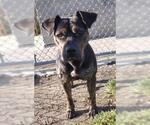 Small Rottweiler Mix