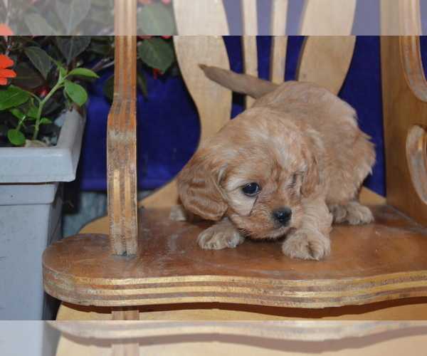 Medium Photo #6 Cavapoo Puppy For Sale in GREENWOOD, WI, USA