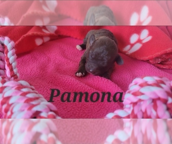 Medium Photo #3 Poodle (Toy) Puppy For Sale in TUCSON, AZ, USA