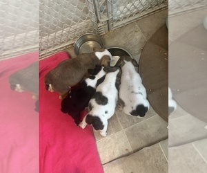 English Bulldog Litter for sale in WEEKI WACHEE, FL, USA