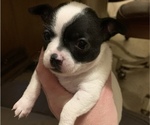 Small Photo #5 Chihuahua Puppy For Sale in SUGAR CREEK, MO, USA
