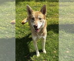 Small Huskies  Mix