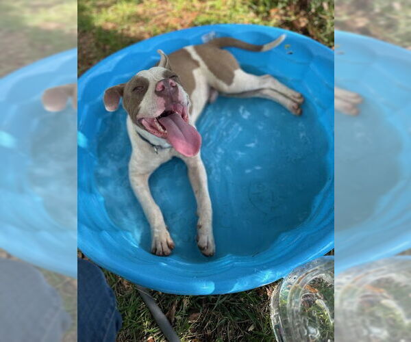 Medium Photo #6 Bulldog Puppy For Sale in Tarrytown, GA, USA