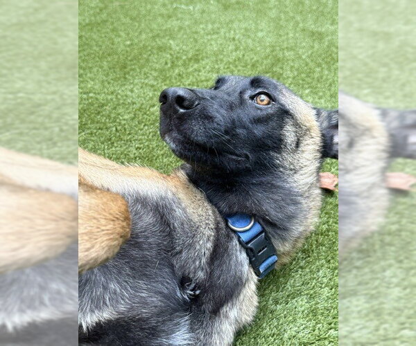 Medium Photo #2 Mutt Puppy For Sale in Imlay City, MI, USA