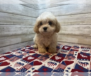 Cavachon Puppy for Sale in FULTON, Kansas USA