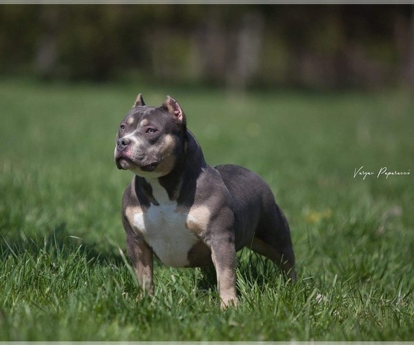 Full screen Photo #1 American Bully Puppy For Sale in BAKERSFIELD, CA, USA