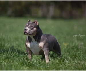Mother of the American Bully puppies born on 08/24/2022